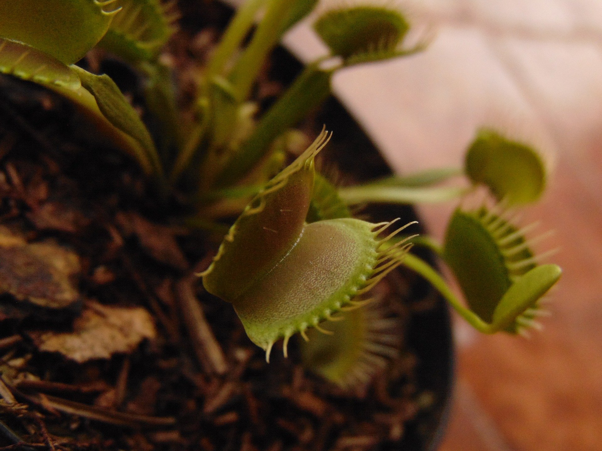 Plantas Carnívoras | A Giuliana Flores conta tudo para você