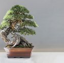 O Cultivo do Bonsai é uma Boa Terapia contra o Estresse Diário