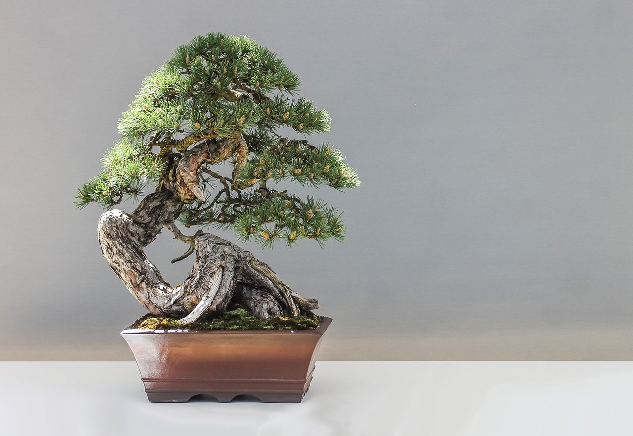 O Cultivo do Bonsai é uma Boa Terapia contra o Estresse Diário