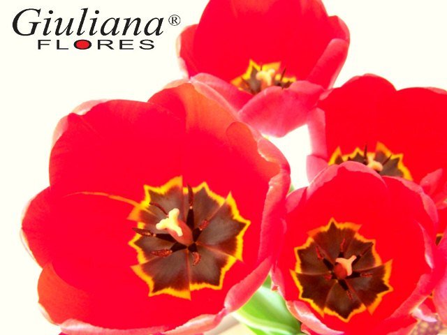 Prêmio Giuliana Flores 2013 – Excelência no Atendimento ao Consumidor