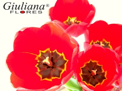 Prêmio Giuliana Flores 2013 – Excelência no Atendimento ao Consumidor