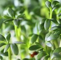 Plantas medicinais: sustentabilidade e saúde
