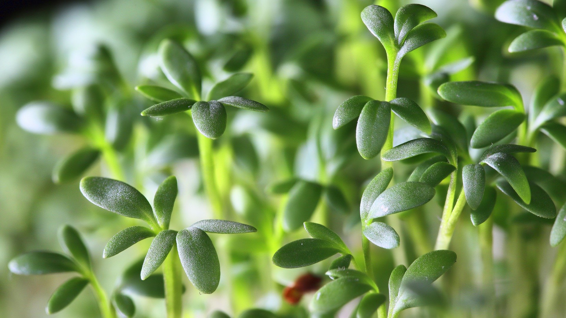 Plantas medicinais: sustentabilidade e saúde