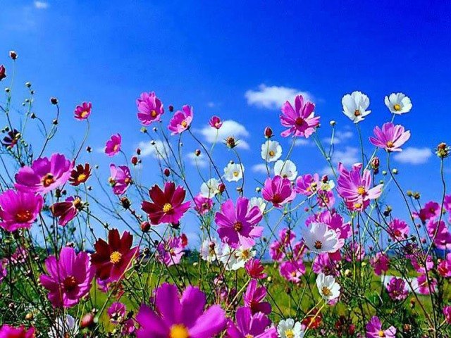 Aproveite a primavera e faça lindos arranjos de flores