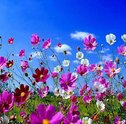 Aproveite a primavera e faça lindos arranjos de flores