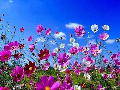 Aproveite a primavera e faça lindos arranjos de flores
