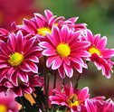 Como Presentear com Flores em Porto Alegre