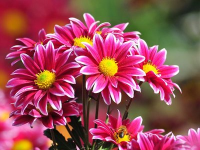 Como Presentear com Flores em Porto Alegre