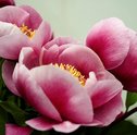 Entregue Flores até para o Rio de Janeiro