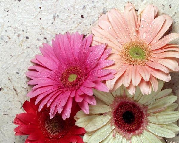 Flores para São Paulo — Serviço de Qualidade e Comodidade