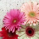 Flores para São Paulo — Serviço de Qualidade e Comodidade