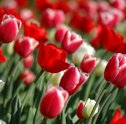Tulipas – Flores para o Amor Verdadeiro