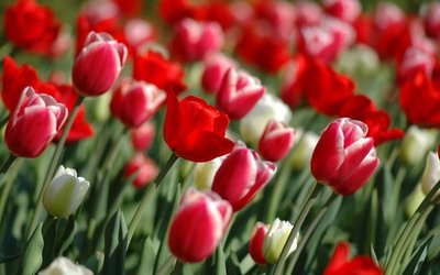 Tulipas – Flores para o Amor Verdadeiro