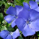 Flor de Pervinca