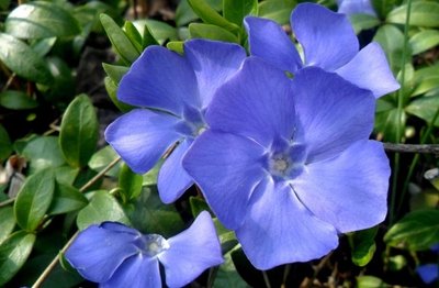 Flor de Pervinca