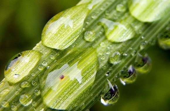 Pontos Importantes Sobre a Transpiração das Plantas