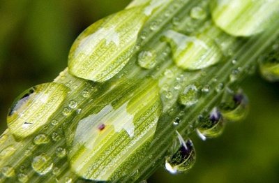 Pontos Importantes Sobre a Transpiração das Plantas