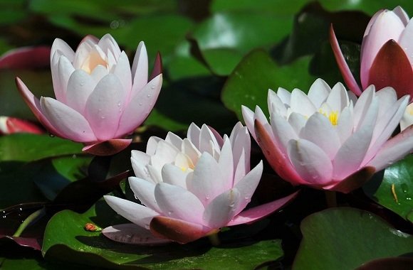 Flor de Lótus | história, significado e curiosidades