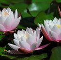 Flor de Lótus | história, significado e curiosidades