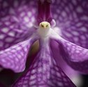 Tendência de Cores que Refletem nas Flores e na Moda
