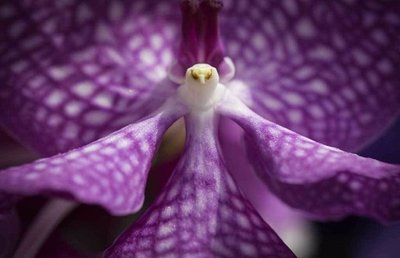 Tendência de Cores que Refletem nas Flores e na Moda