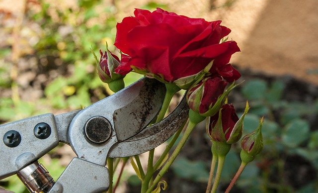 Cuidar de Flores Pode Ser Uma Terapia