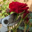 Cuidar de Flores Pode Ser Uma Terapia