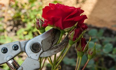 Cuidar de Flores Pode Ser Uma Terapia