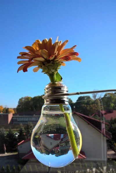 Reaproveitando Recipientes para Plantar