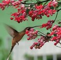 Mais Vida Para o Seu Jardim