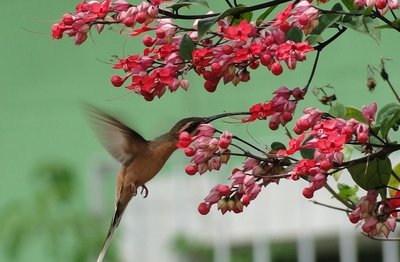 Mais Vida Para o Seu Jardim
