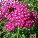 Conheça as Flores de Tempo Seco