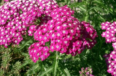 Conheça as Flores de Tempo Seco