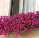 Lindas Floreiras Para Decoração