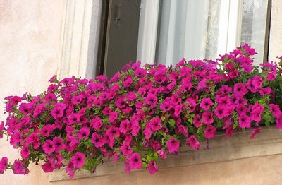 Lindas Floreiras Para Decoração