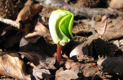 Luz Solar e Luz Artificial