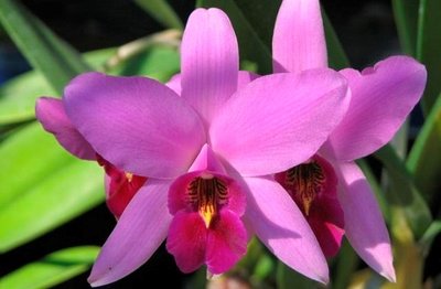 Jardim Florido na Estação mais Fria do Ano
