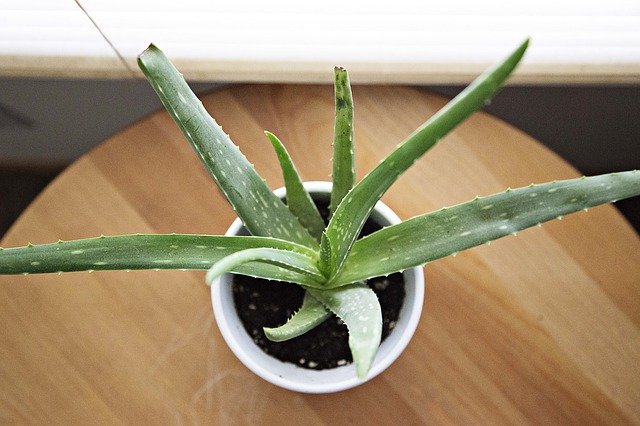 Conheça Algumas Plantas Que Purificam o Ar