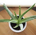 Conheça Algumas Plantas Que Purificam o Ar