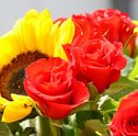 Flores que se Mantêm Lindas e Floridas por mais Tempo