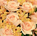 Flores de Inverno