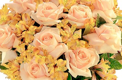 Flores de Inverno