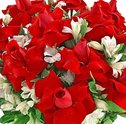 Combine Livros e Flores e Monte o Presente Ideal