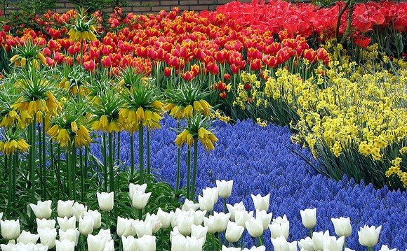 Parque de Keukenhof – saiba mais sobre um dos lugares mais lindos do mundo