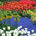 Parque de Keukenhof – saiba mais sobre um dos lugares mais lindos do mundo