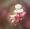 Quarto de Crianças Com Flores: Como Decorar?