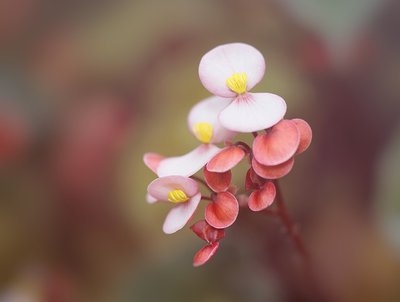 Quarto de Crianças Com Flores: Como Decorar?