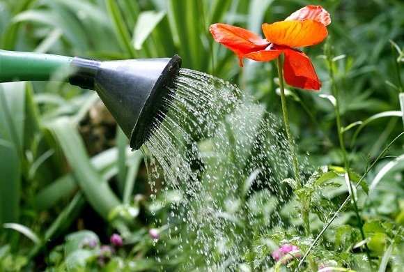 Água de Qualidade para Regar suas Plantas