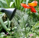 Água de Qualidade para Regar suas Plantas