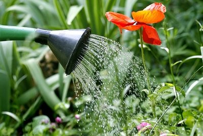 Água de Qualidade para Regar suas Plantas